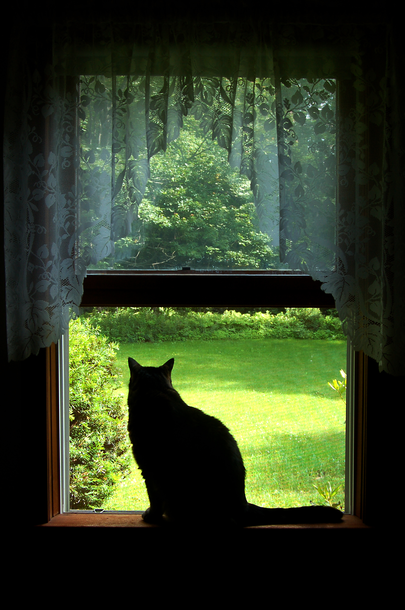 Cat in window